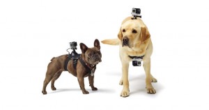 GoPro Fetch Mount for pets