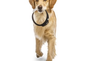 Voyce dog collar, wearable devices for pets