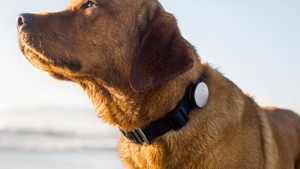 whistle wearable tech for pets